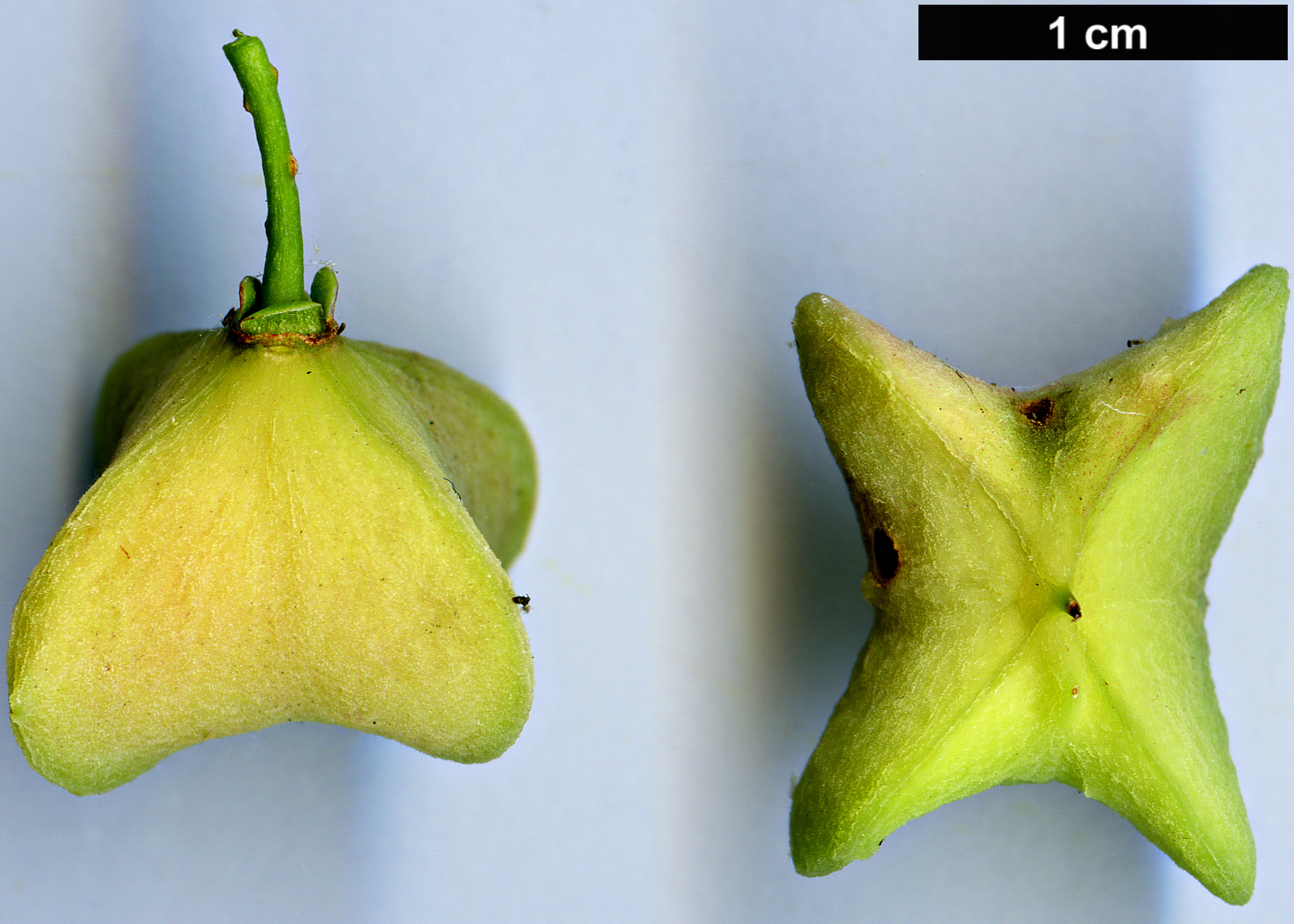 High resolution image: Family: Celastraceae - Genus: Euonymus - Taxon: hamiltonianus - SpeciesSub: subsp. sieboldianus